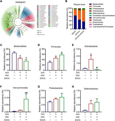 Amelioration of cognitive impairment using epigallocatechin-3-gallate in ovariectomized mice fed a high-fat diet involves remodeling with Prevotella and Bifidobacteriales 